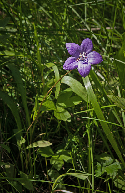 Parry Harebell 2.jpg